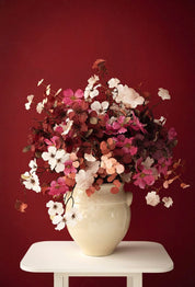 Coral bells flower - wine