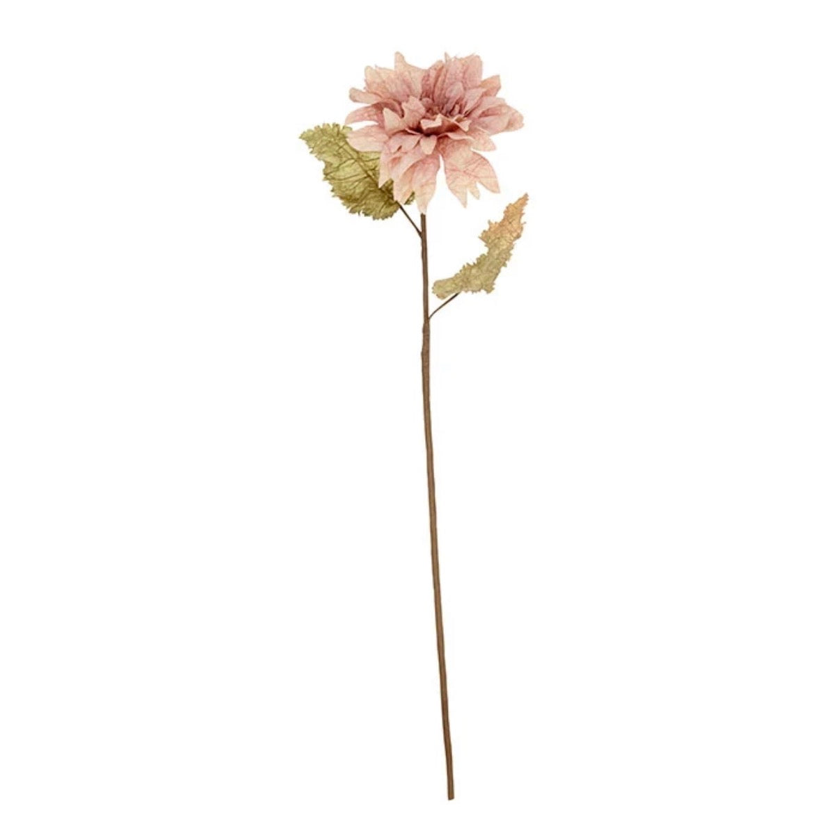 Dahlia alauna blomst - powder