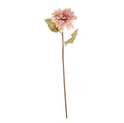 Dahlia alauna blomst - powder