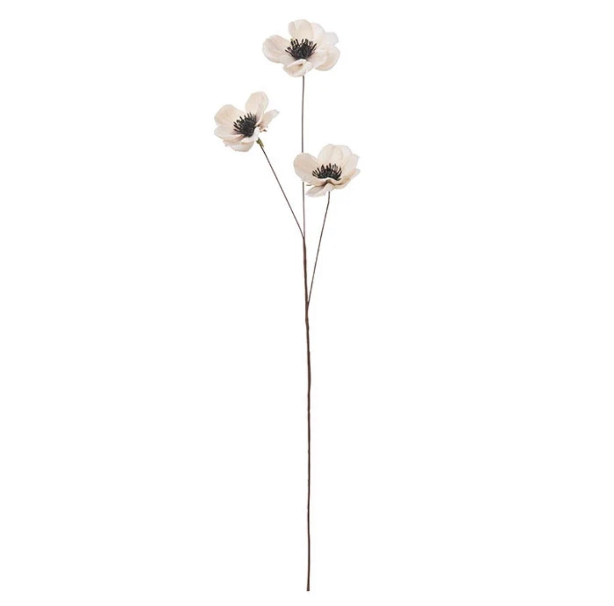 French anemone flower - nude