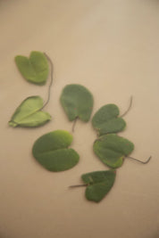 Niacinamide Heartleaf Calming Serum