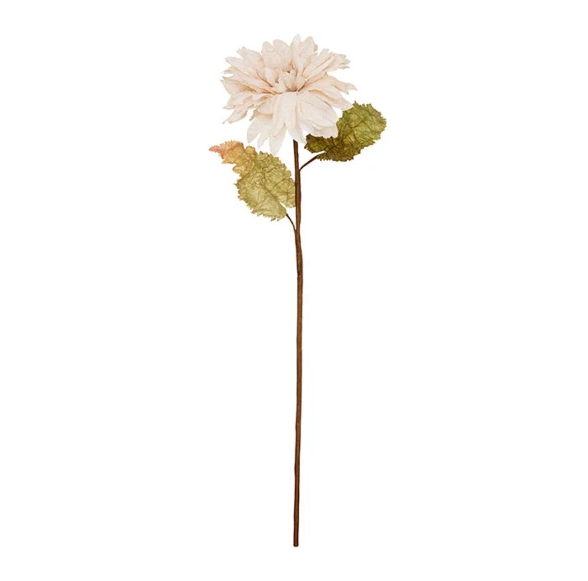Dahlia alauna flower - nude