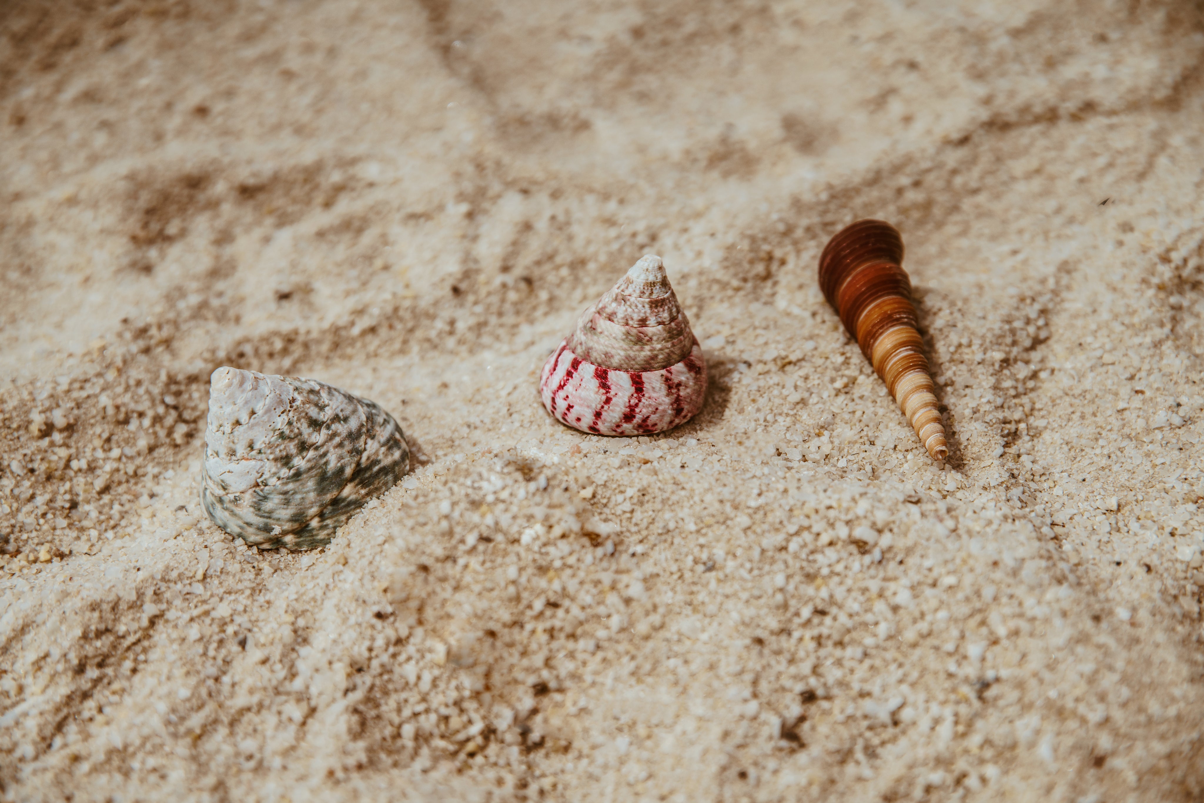 seashells-by-the-seashore.jpg